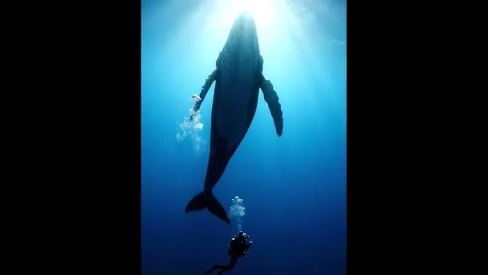 国家公诉在线观看 - 深蓝星球：探索海洋深处的未知世界